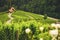 Famous heart shaped road at vineyards Å piÄnik in Slovenia. Rows vineyards near Maribor, close to the Austrian